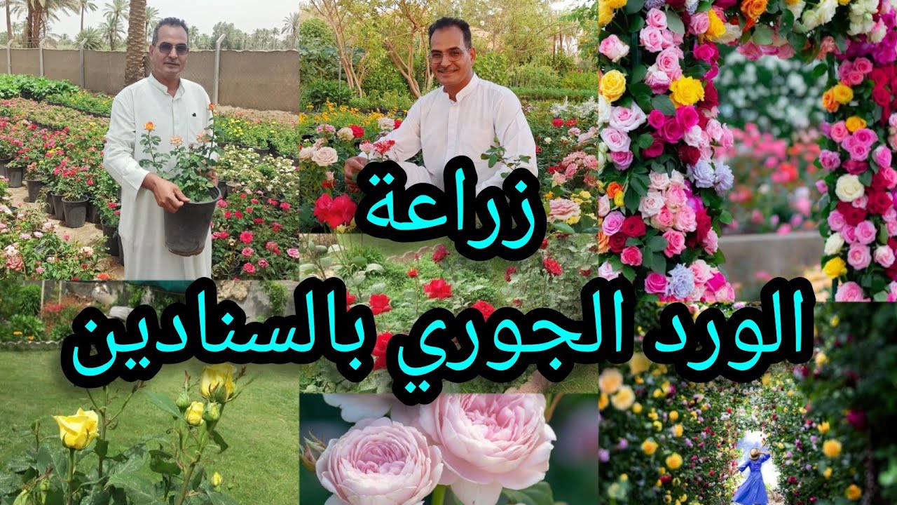 زراعة الورد الجوري بالسنادين بالتفصيل وأسرار نجاح زراعة الورد الجوري بالحديقة المنزلية