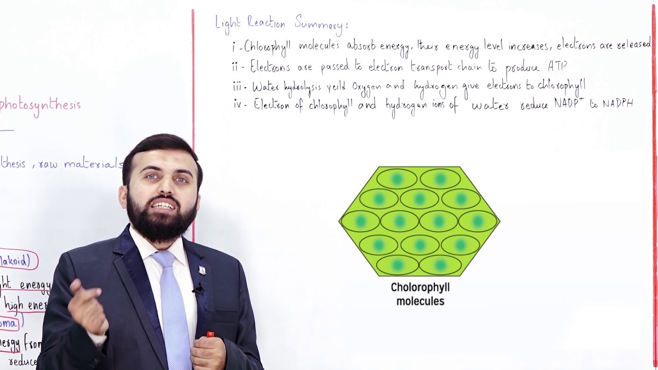 Class 9 - Biology - Chapter 7 - Lecture 04 Photosynthesis Mechanism - Allied Schools