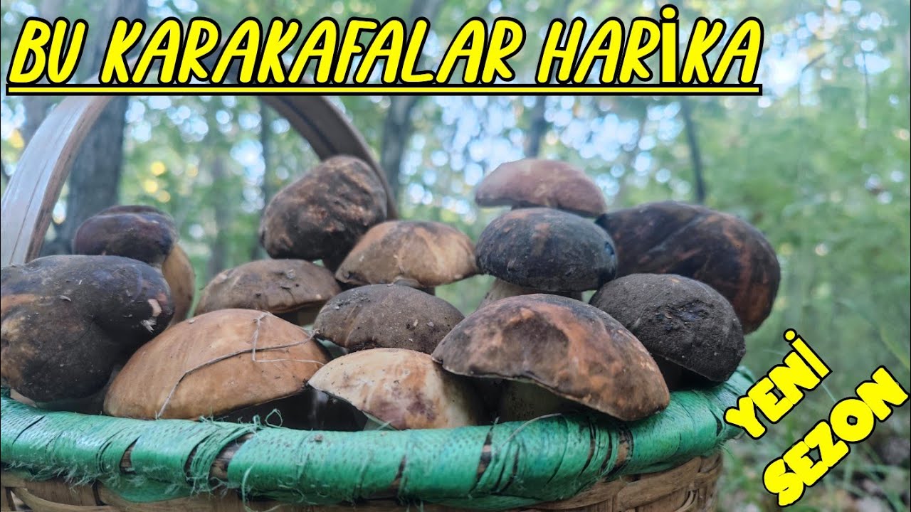 Trakya da Efsane Güzellikte Mantar Avı . #kamuranarslan ,#mantartoplama ,#bolet