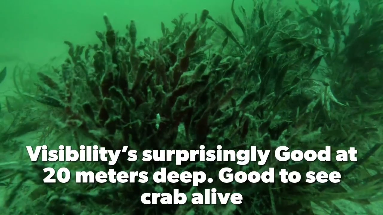 Adelaide’s underwater Wasteland. @BeneaththeWaterline1550