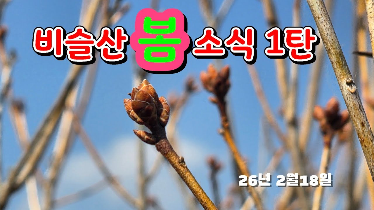 비슬산 봄소식 1탄 #비슬산,