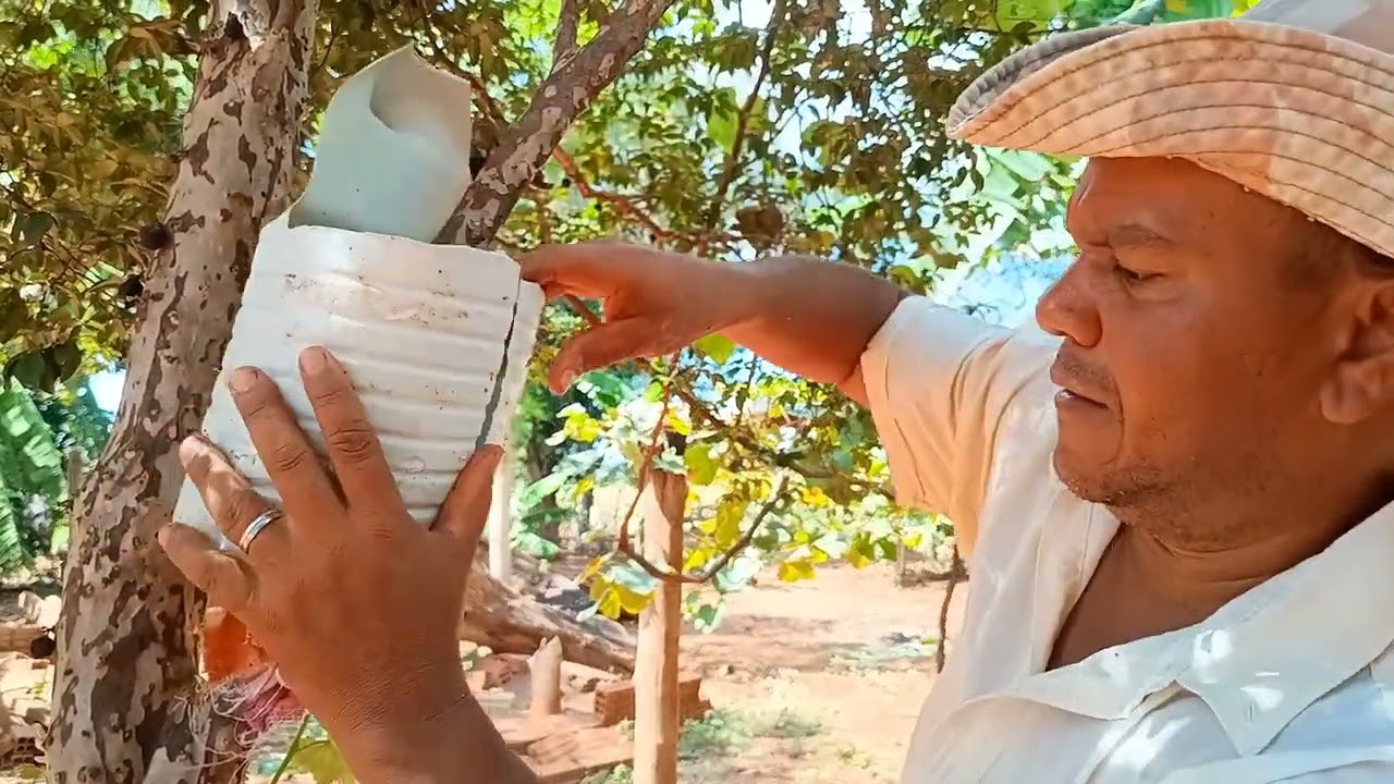Enraizamento de galhos de Jabuticaba (alporquia)