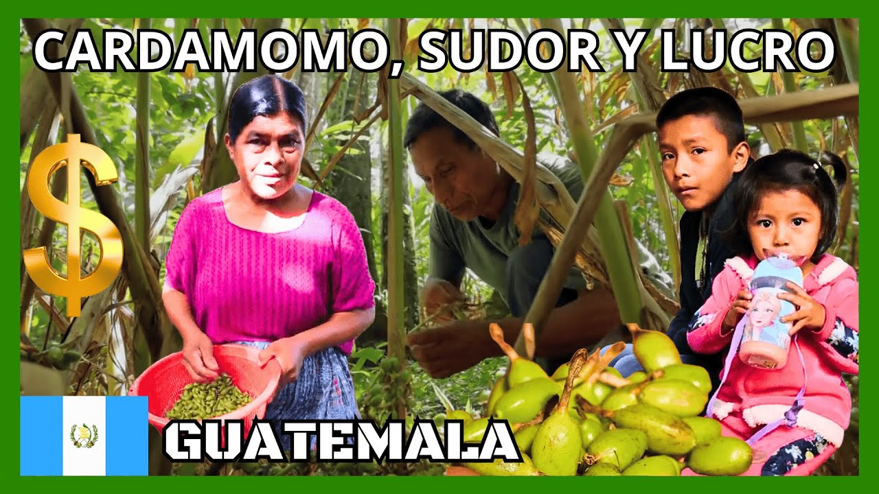 EL ORO VERDE DE GUATEMALA, cardamomo [MR. DOCUMENTALES] #documentalesenespañol #guatemala #oroverde
