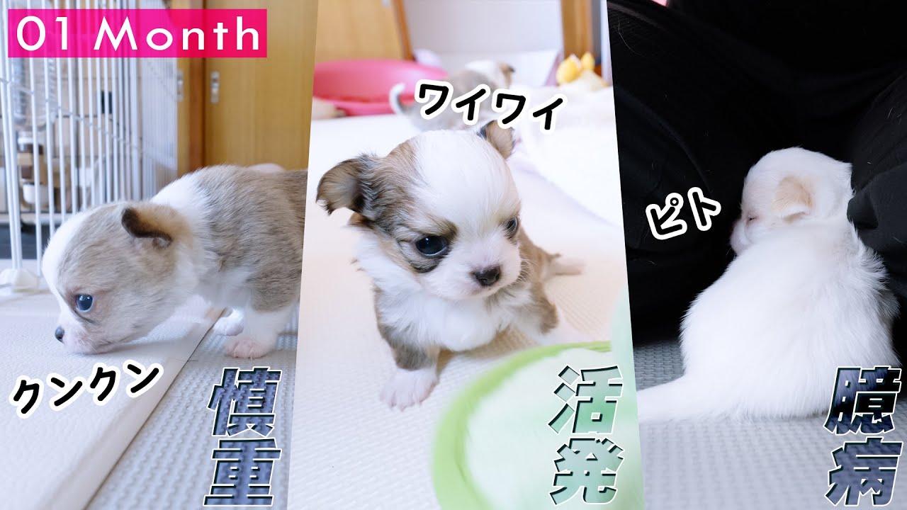 それぞれ個性が出てきた生後１か月の赤ちゃんチワワ🥰🥰🥰離乳食も開始🍚