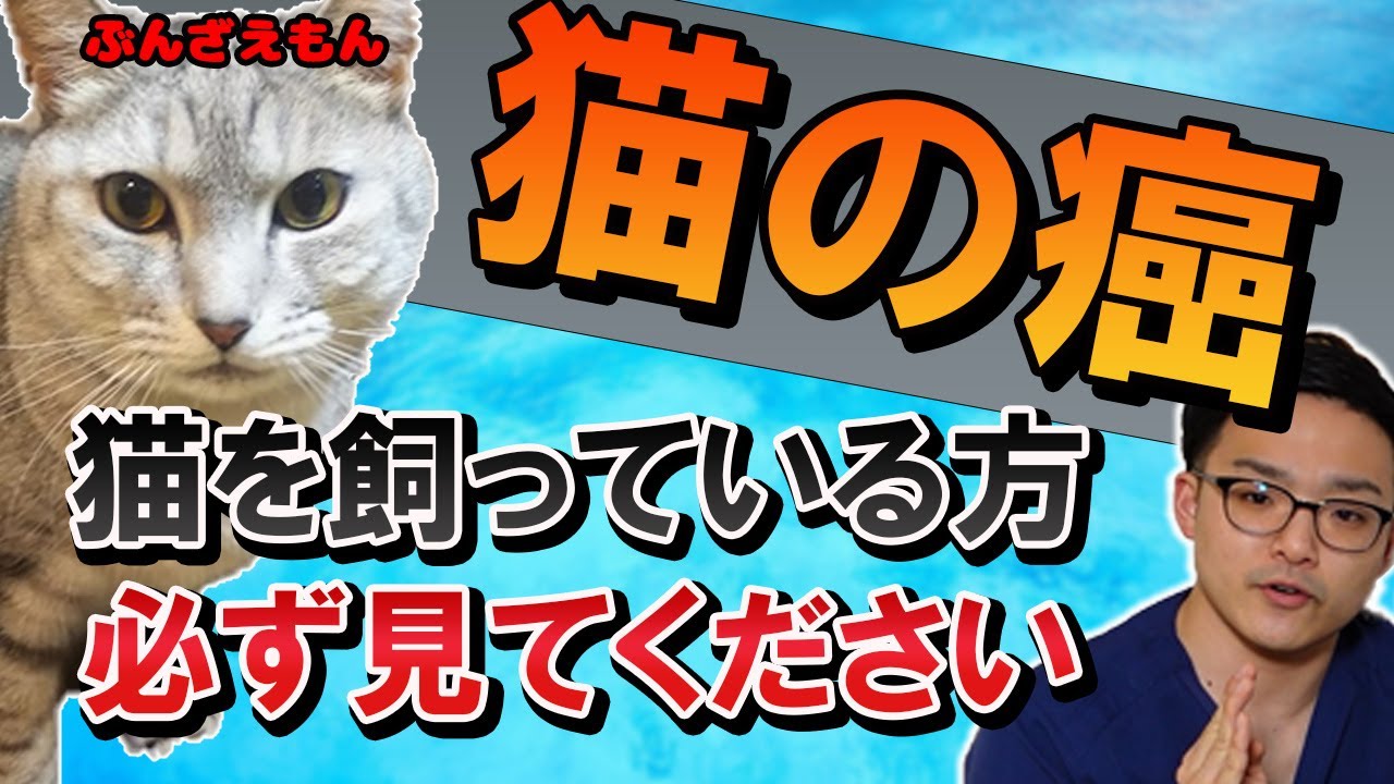 【猫の癌】ガンと診断されたらどうなる？治療は？？準備は？？？～現役獣医さんが解説！～