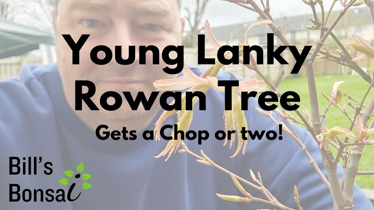 4 Year Old Rowan Tree Gets Chopped | Bonsai | Mountain Ash | Twin Trunk