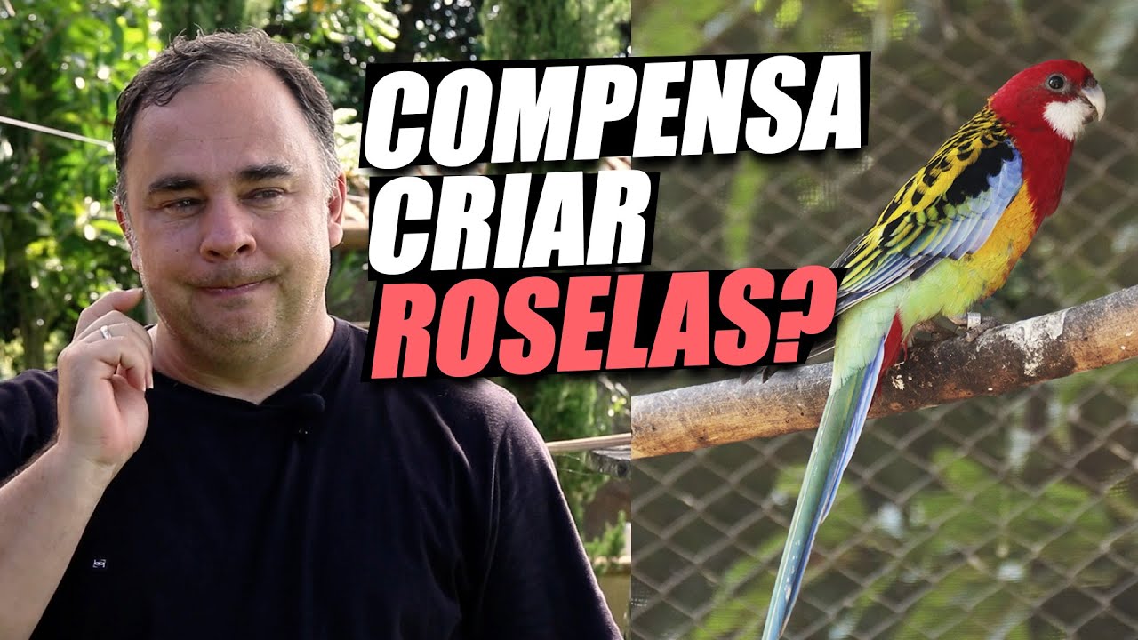 PRE&Ccedil;OS DE ROSELAS EM 2023