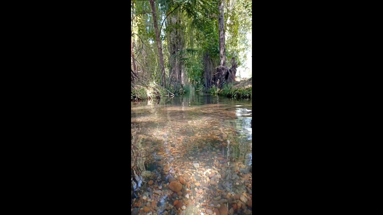 LIVE - Sonido natural de la Patagonia Arroyito transparente con canto de aves para Relajarse 🧘