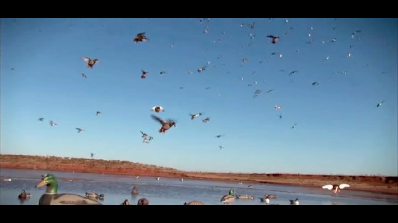 Running traffic on Mallards with a big spread