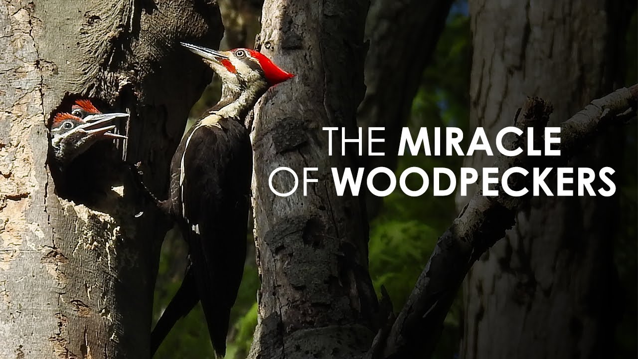 The Miracle Of Woodpeckers