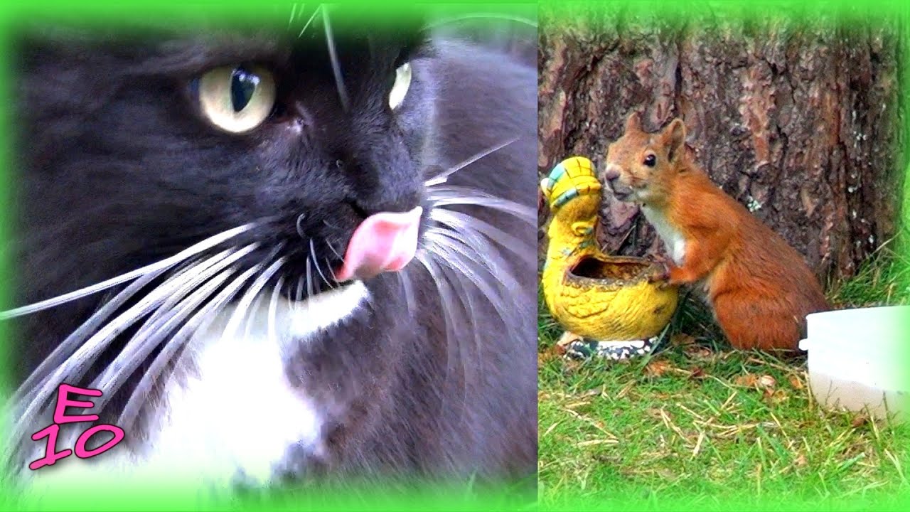 Peikko the Cat Chasing Squirrel...again!