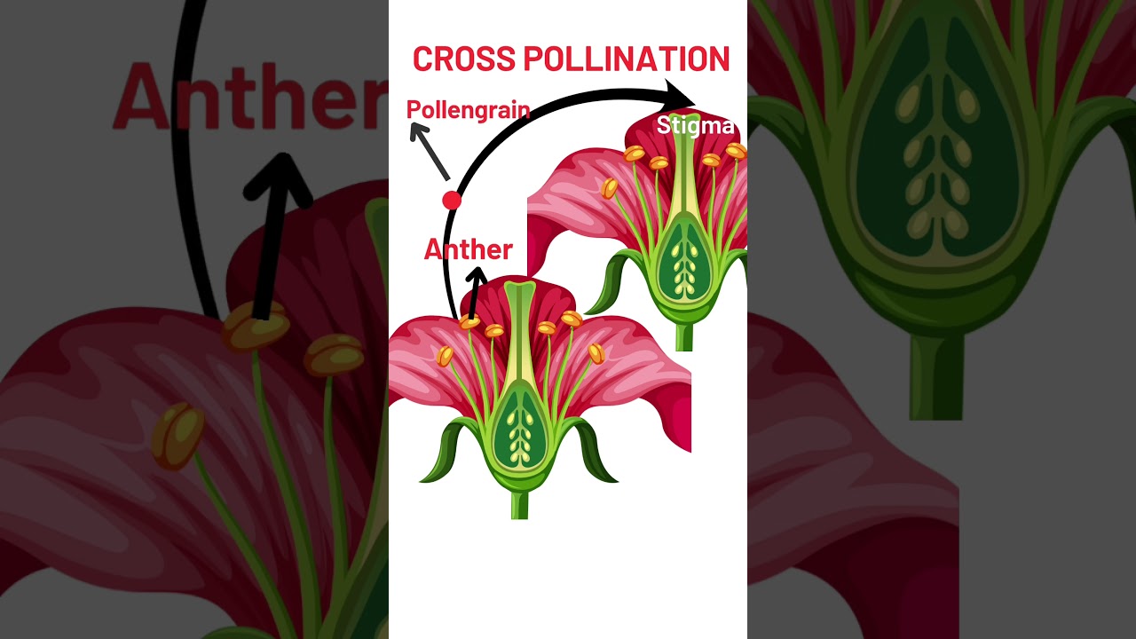 3D animation of cross pollination #flowers #pollination #biology