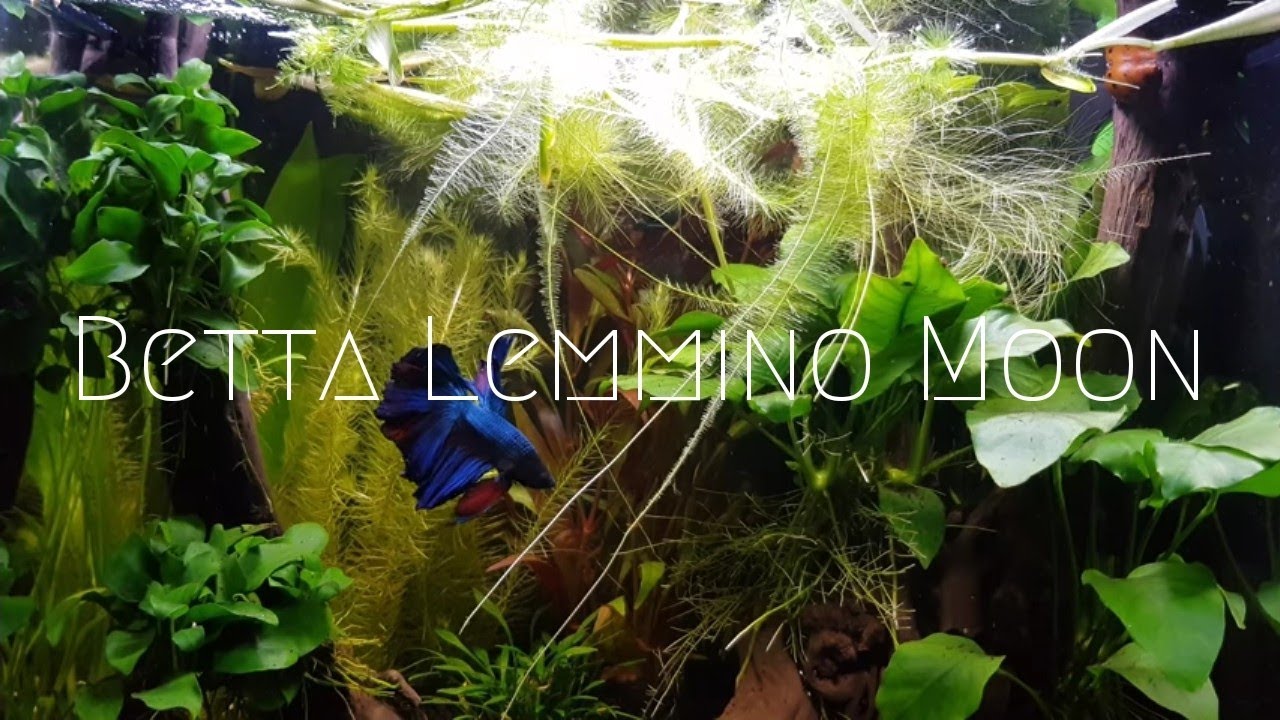 Musik | LEMMiNO_Moon | Kampffisch Aquarium | Relax