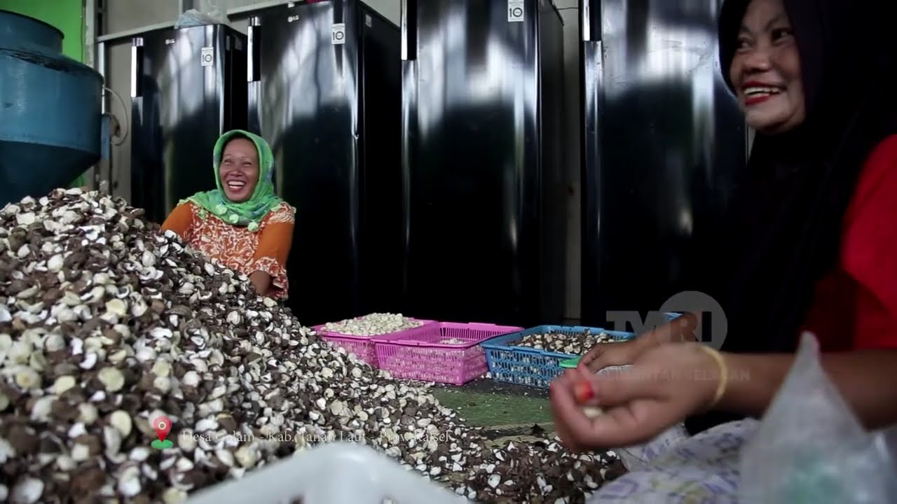 Sejahtera Dengan Kemiri ,Potensi Borneo
