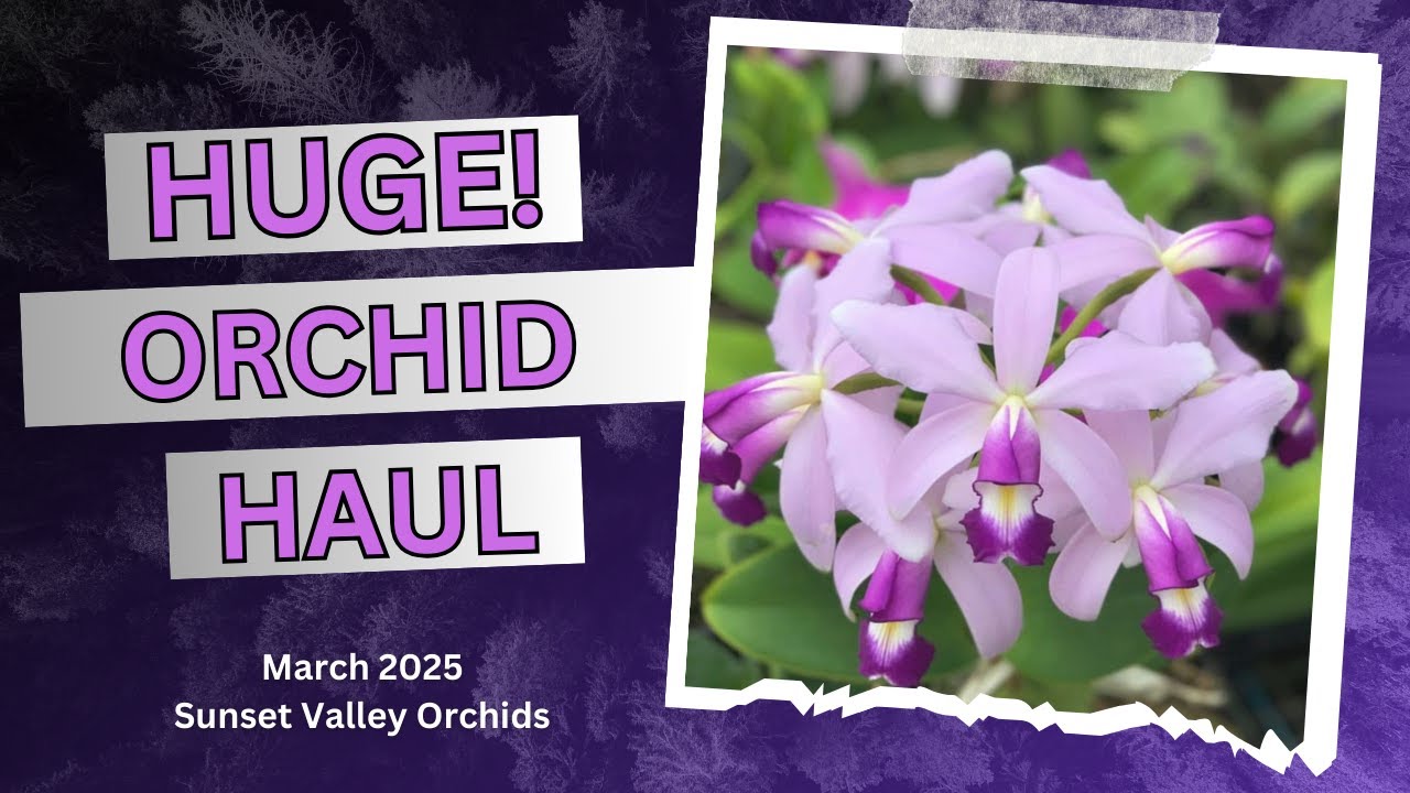 EXCLUSIVE FIRST LOOK  Unboxing Orchid Haul from Sunset Valley Orchids' NEW 2025 Cattleya Hybrids