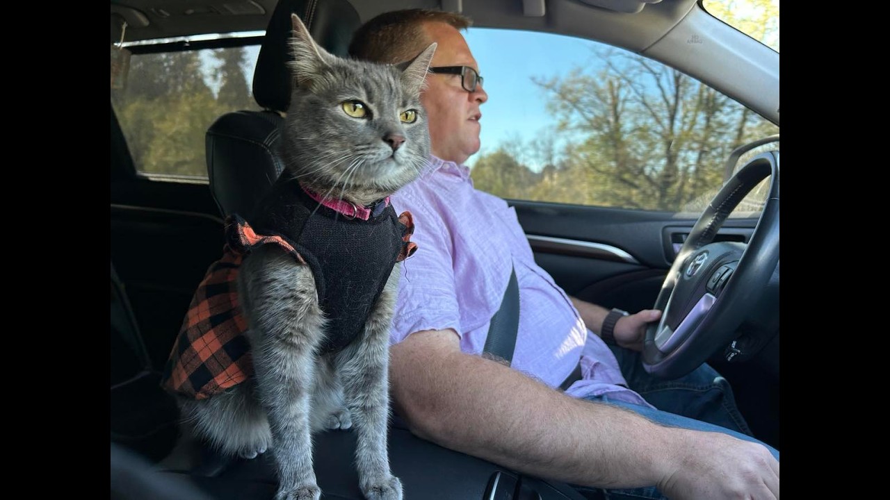 One year after rescued, cats take a car ride, happy to be with their human.