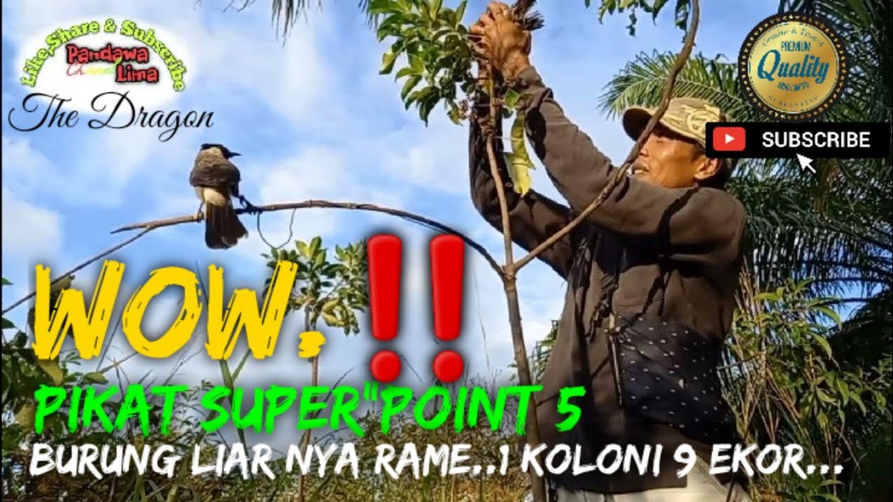 ▶️ Wow!! Mikat Burung Kutilang disini BL nya yg ramean_1 koloni 9 ekor