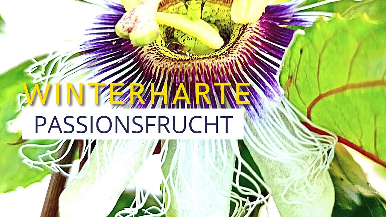 Erfahren Sie die Wahrheit &uuml;ber winterharte Maracuja | Passiflora edulis x colvillii