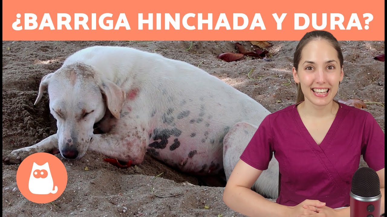 ¿Por qué mi PERRO tiene la BARRIGA HINCHADA y DURA? 🐶 5 Causas y Remedios ✅