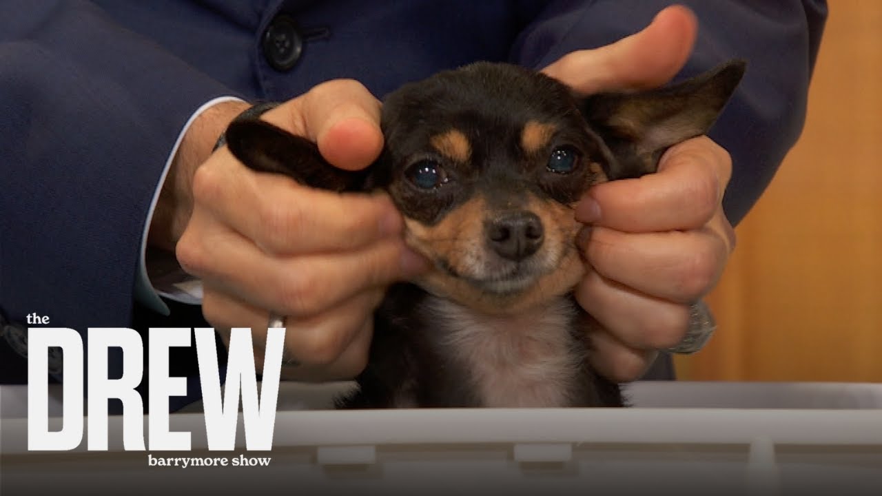 How to Have an At-Home Pet Spa Day! | Simple Grooming Tips for Dogs & Cats