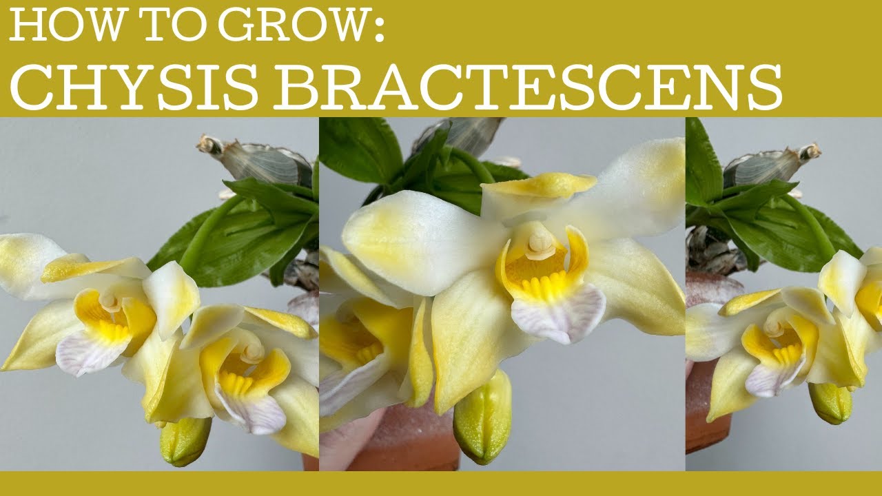 Как вырастить Chysis bractescens!