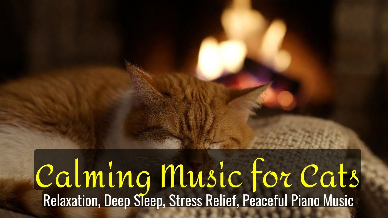 LIVE 🐱 Warm Sleep Lofi for Kittens 😴 | Season 42