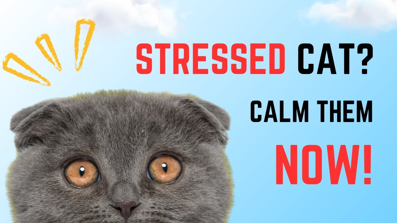 Cat Anxiety: 8 Proven Ways to Calm Your Stressed Cat.