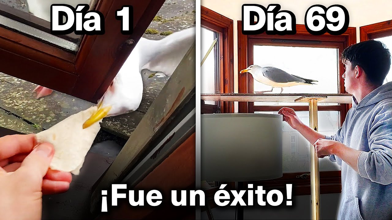 Alimentando A Mi Mascota Gaviota Por 69 Días Para Ganarme Su Confianza!