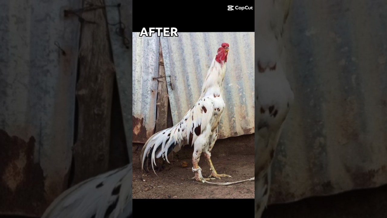 pure mianwali white and black aseel murga#beforeandafter #aseelmurgalover