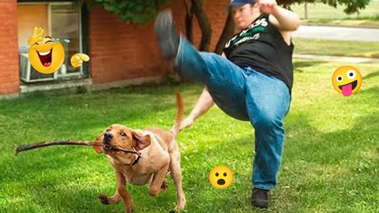 You’ll Die Laughing Watching These Dogs 😂🐶 The Funniest Dog Moments Compilation #28