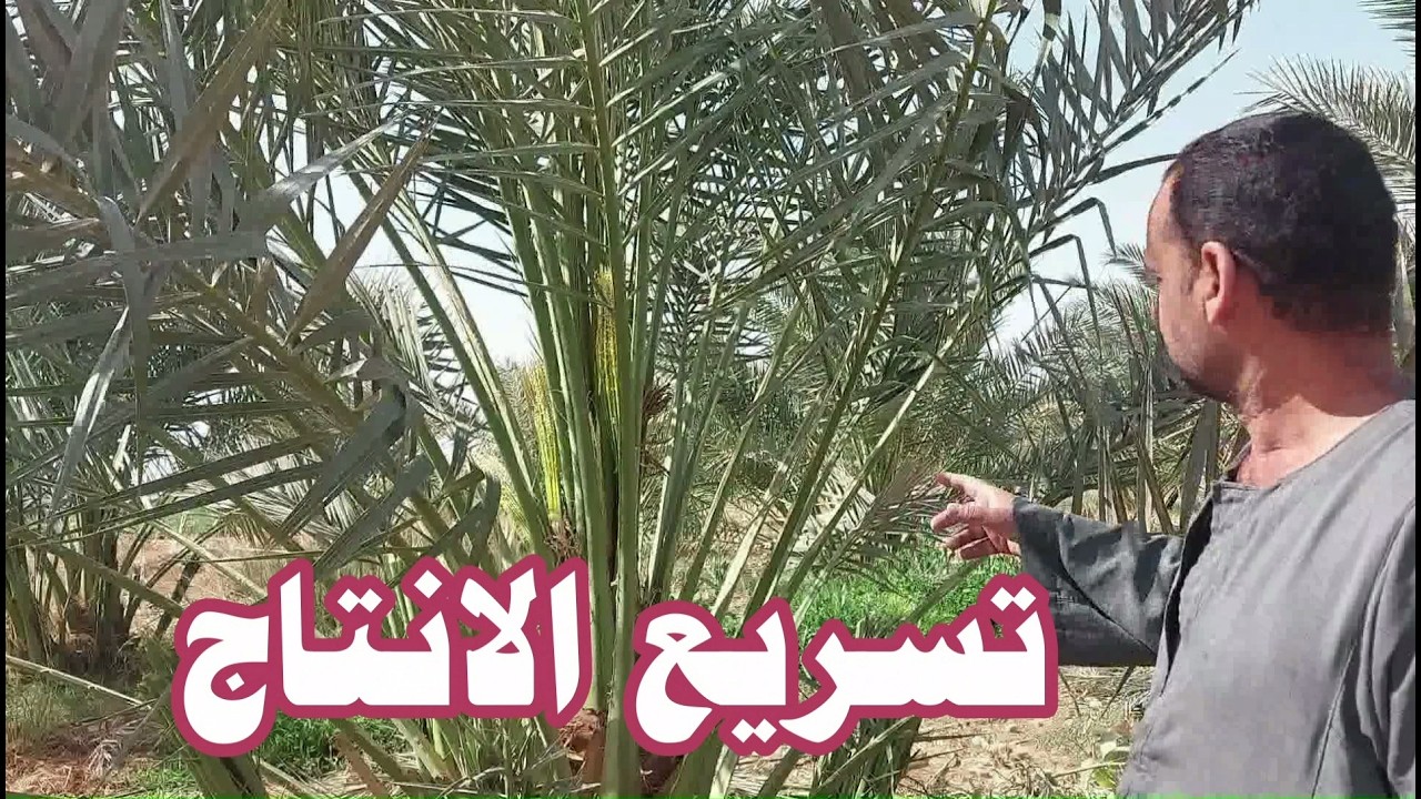 افضل طريقة لتسريع انتاج النخل البرحي