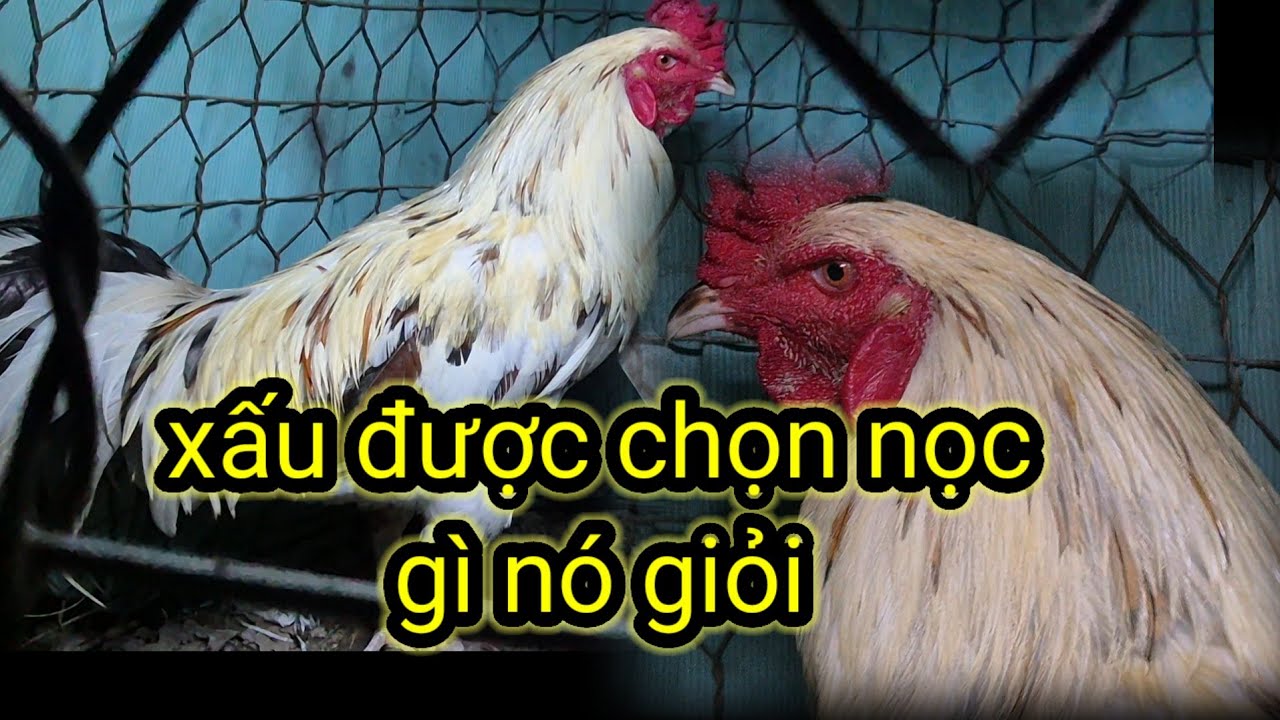 Lý do gà chú Nhỏ chọn Bướm xấu làm nọc ? Giỏi và giỏi....-gà chú Nhỏ