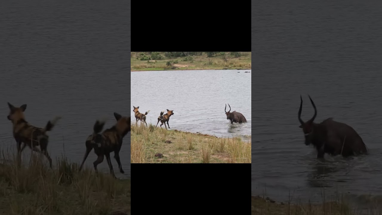Wild Dog And Hippo Attack Antelope By info fact News