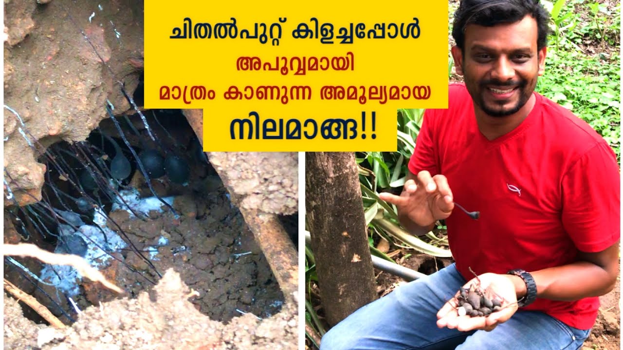 ചിതൽപുറ്റ് കിളച്ചപ്പോൾ അപൂർവ്വമായി മാത്രം കാണുന്ന അമൂല്യമായ നിലമാങ്ങ| Palakkad | Mycelium