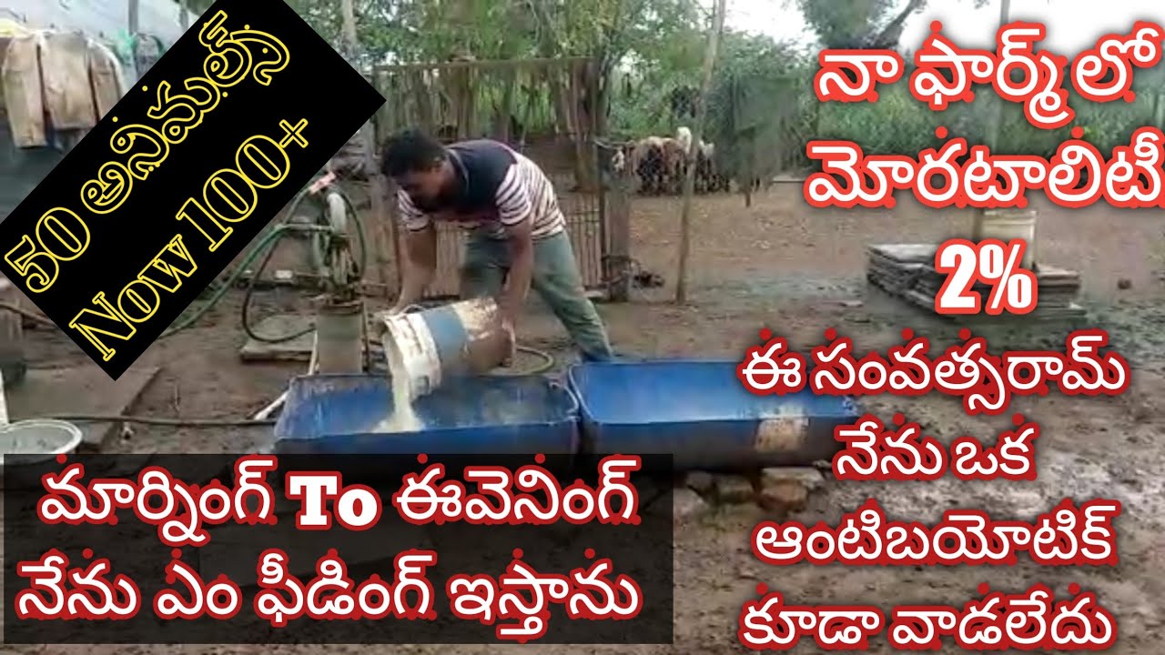 Intensive Stall feeding Sheep Farm Success Story by Atmakur, Kurnool dst Farmer October 9, 2022