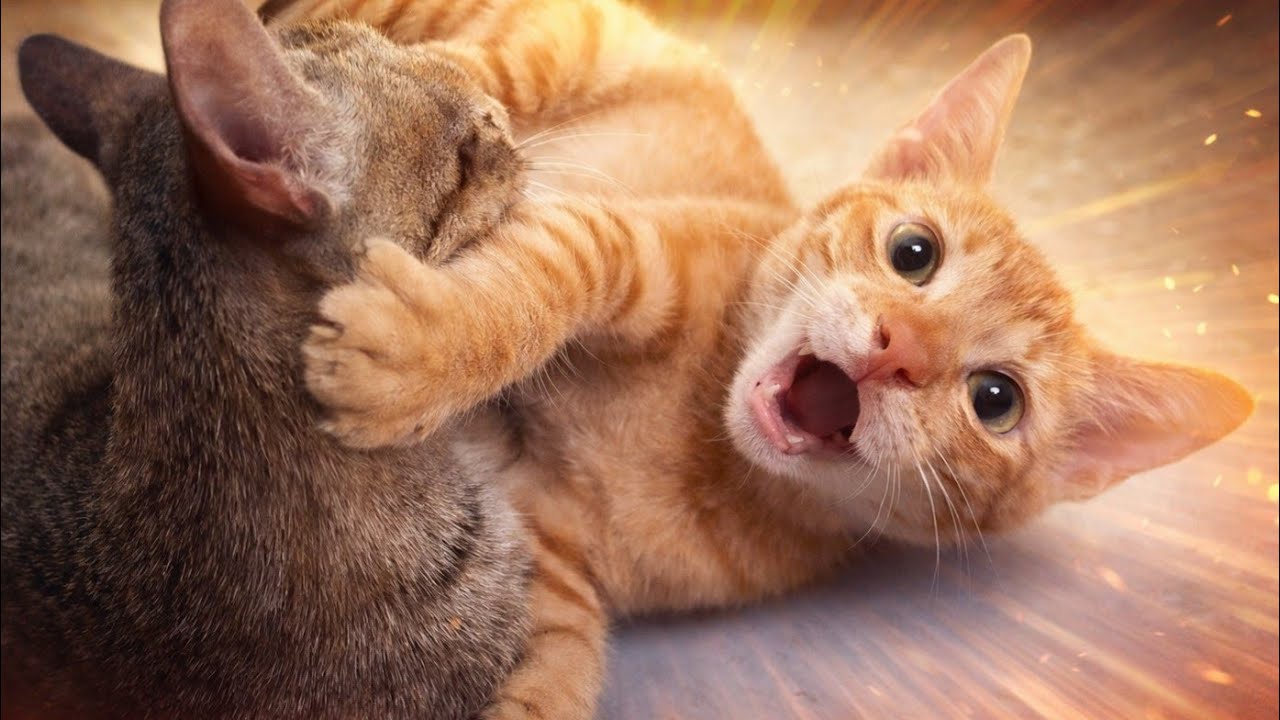 Mom Cat Teaches Her Wild Orange Kitten a Lesson | Funny Cat Parenting Moments