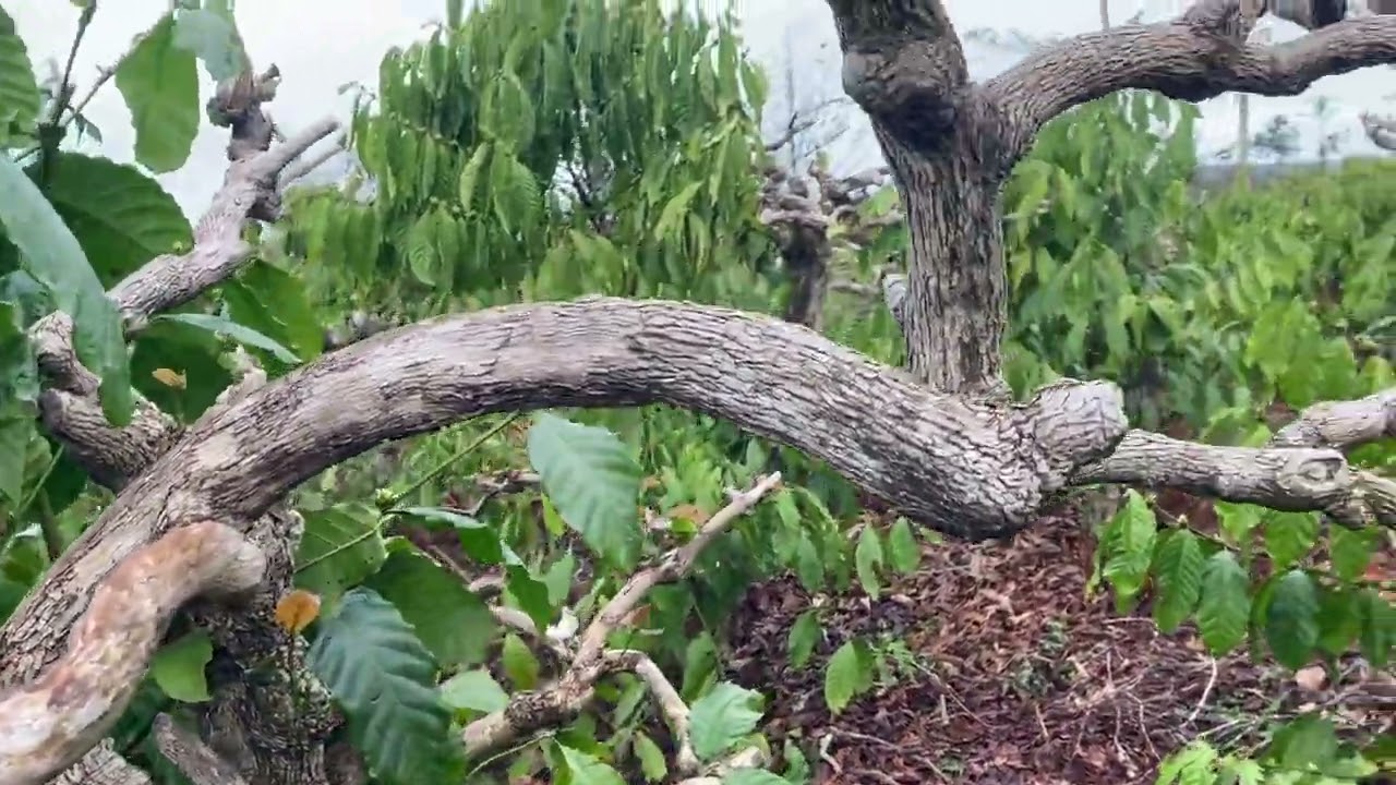 ￼ Vườn cà phê Già ghép giống lá xoài sẽ thế nào