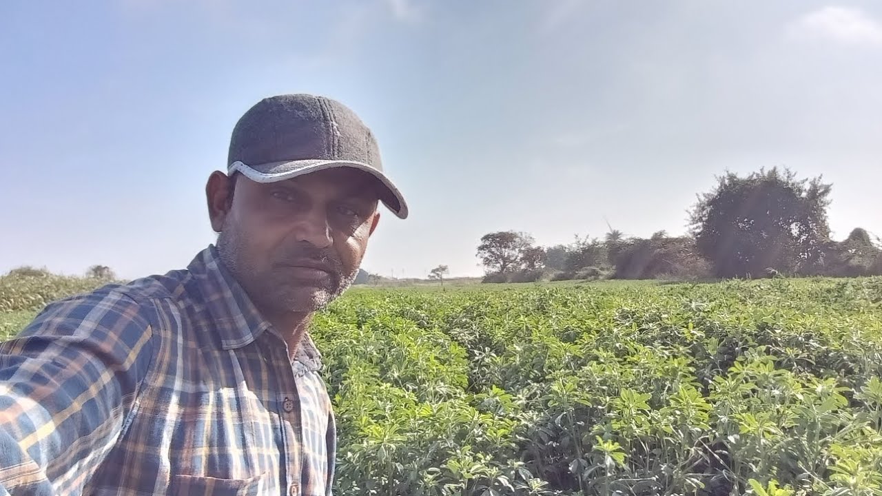 મેથી તો બોવ વધી ગય 🌿 જુવાર મા વાઢુ પડશે 