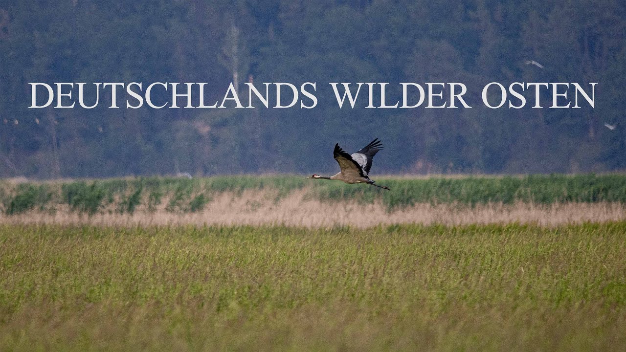Deutschlands wilder Osten - Unteres Odertal und Havelland - Naturfilm