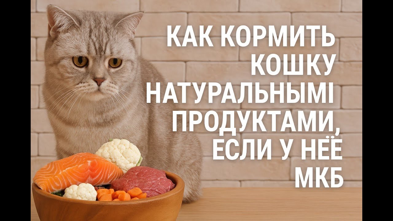 Как кормить кота натуральными продуктами, если у него мочекаменная болезнь.