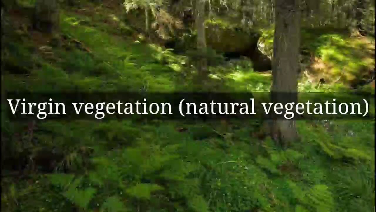 virgin vegetation (natural vegetation) Full explanation in Hindi