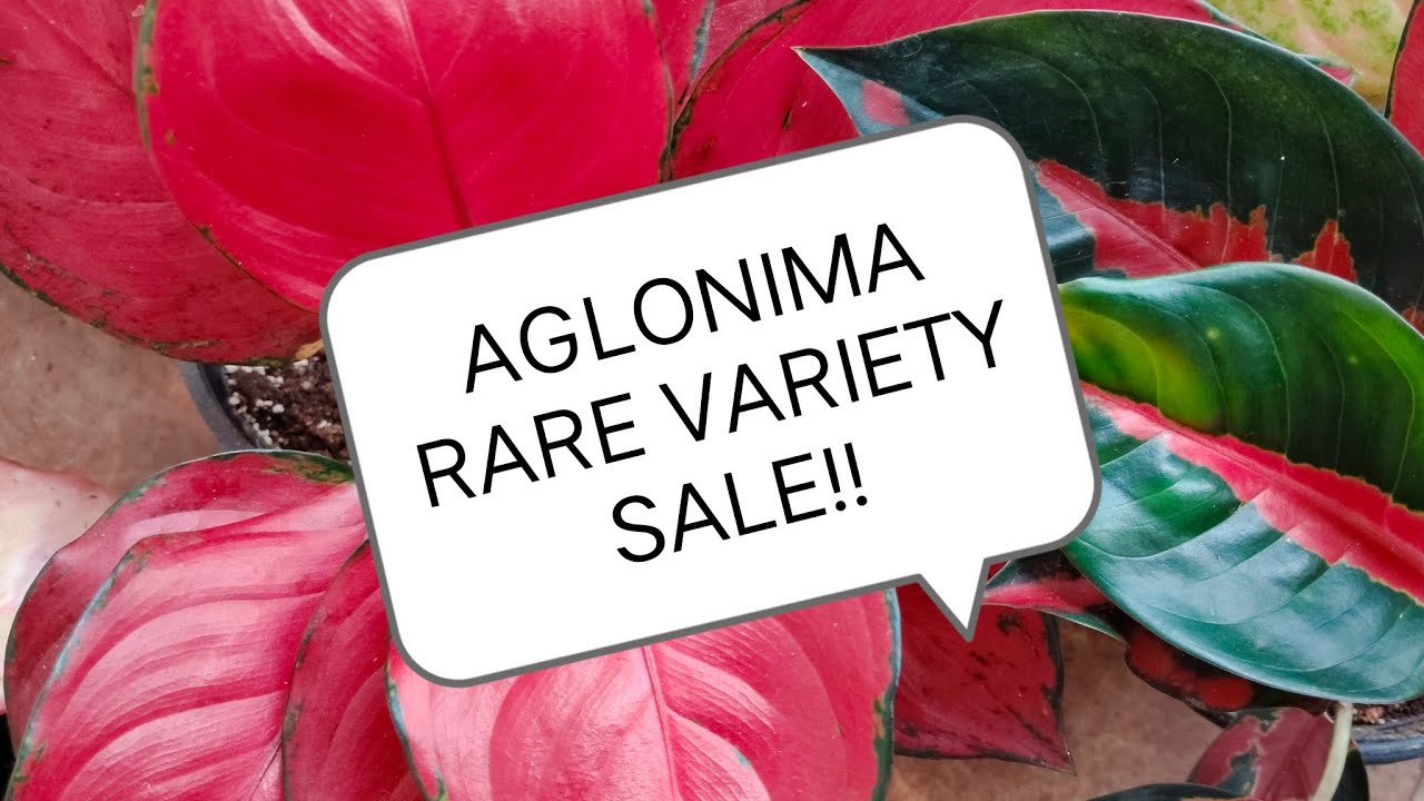 Aglonima Rare Variety Sale! | Suja's Diary | 