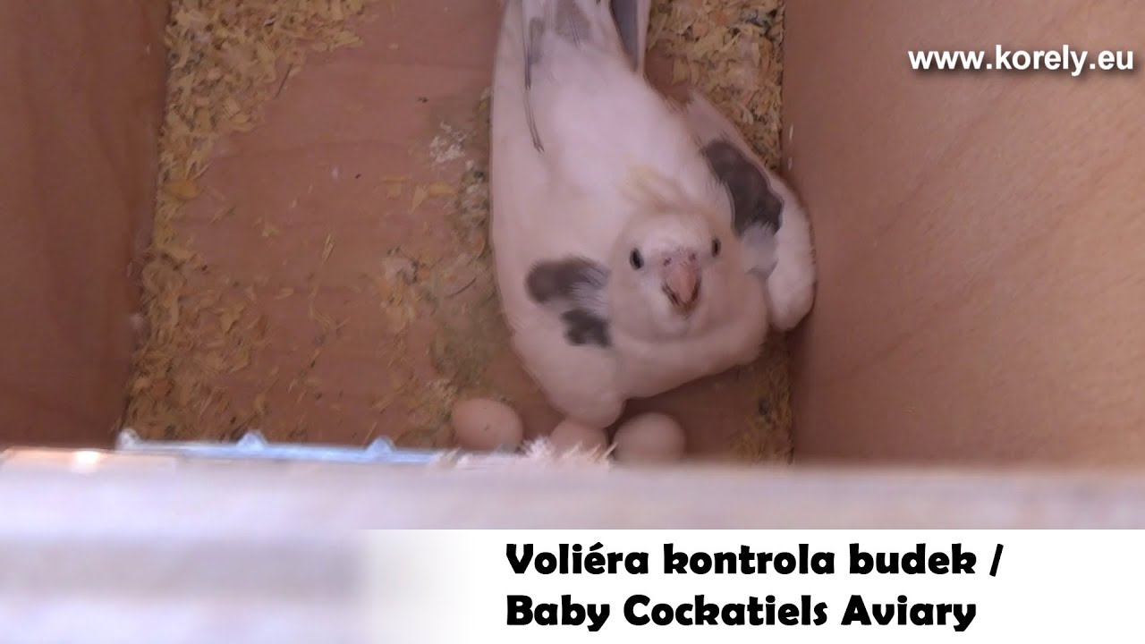 Voli&eacute;ra kontrola budek │KorelyEu