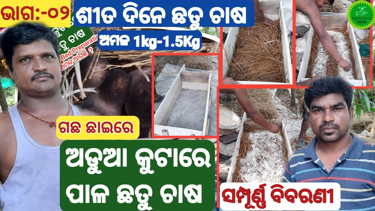 ଅଡୁଆ କୁଟାରେ ପାଳ ଛତୁ କେମିତି ଚାଷ କରିବା ।। How To Start Mushroom Farming in Useless straw In Odisha ।।