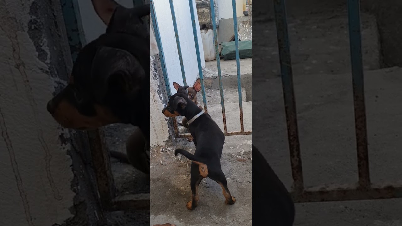 Lobo fugiu. Pinscher