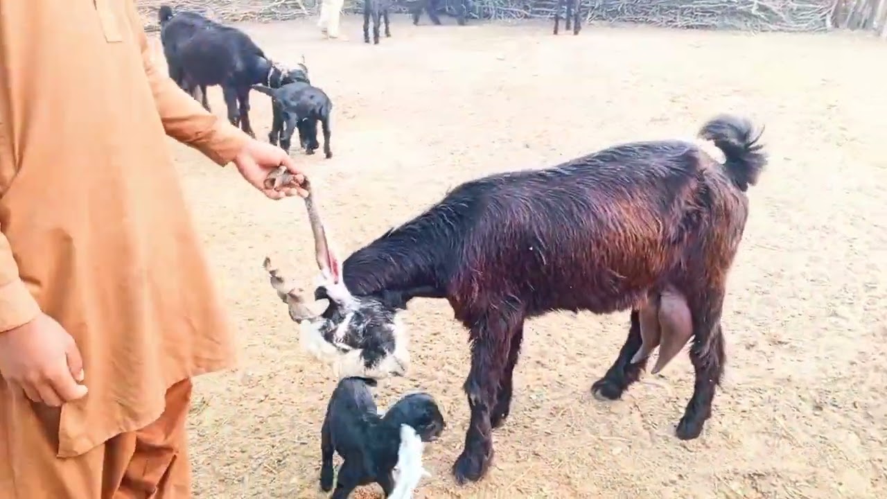 Pakistan ki sab se ziyada dhood dene wali bakrian DDP Dera den pnah for sale.hanjra DDp goat farm 
