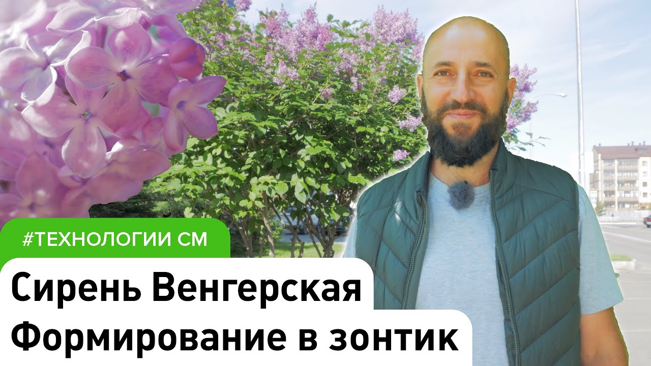 Сирень Венгерская, её преимущества и особенности формирования