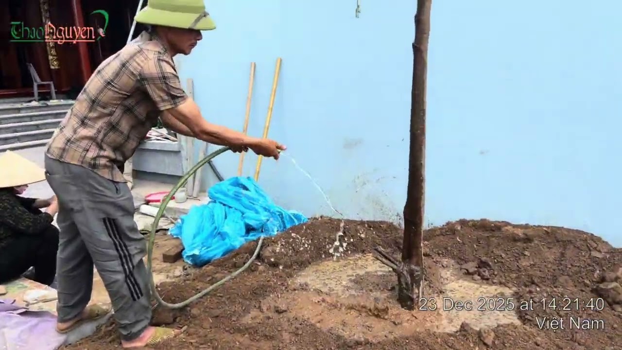 HOÀN THÀNH CÔNG TRÌNH SÂN VƯỜN SAU 1 THÁNG 16 NGÀY HÔM NAY 9/1/2026 BÀN GIAO SỬ DỤNG 