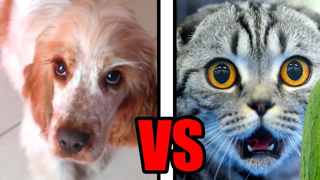 VERA VS GATTI!! (Vera-Episodio 6)