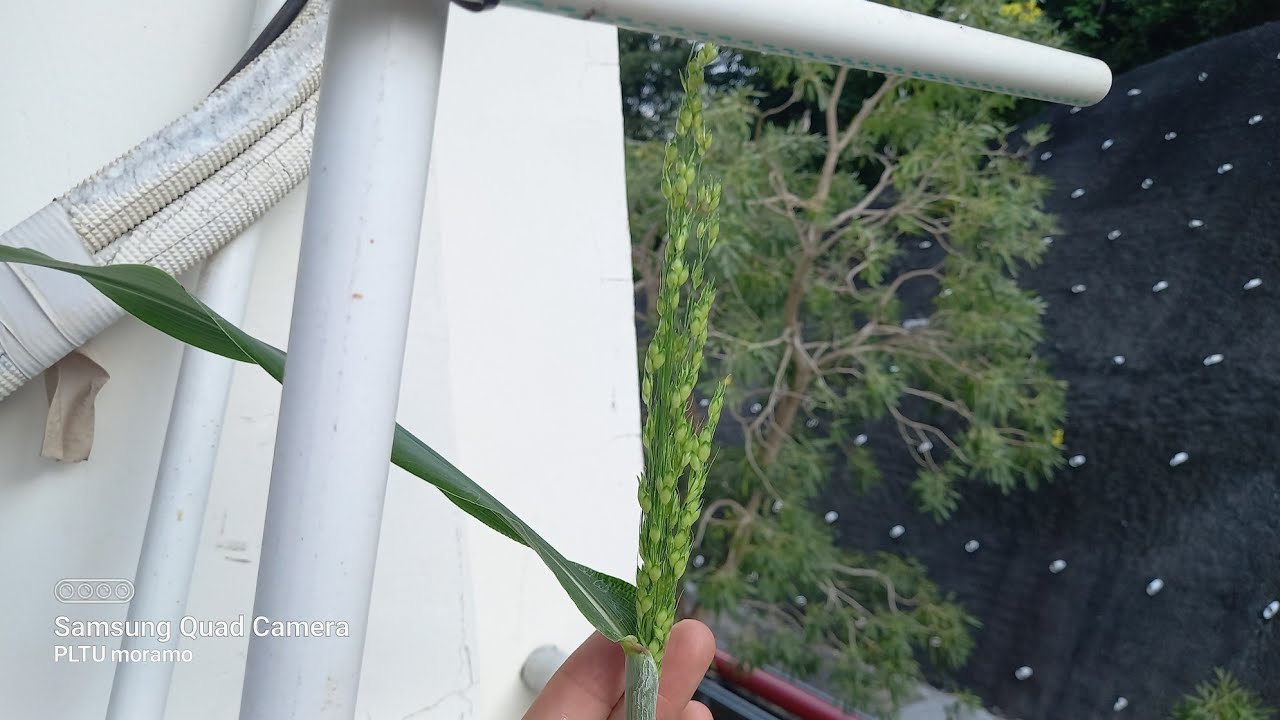 Belajar tanam sorgum di polibag